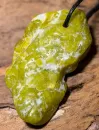 lizardit-jade-anhaenger-edelstein-heilstein-trommelstein-gebohrt-schmuck